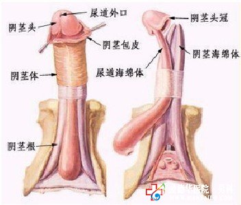 男性龟头炎，包皮过长是惹根-石狮京都医院