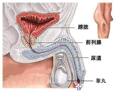 九江男科哪家好讲解：要用正确的方法治疗包皮龟头炎?