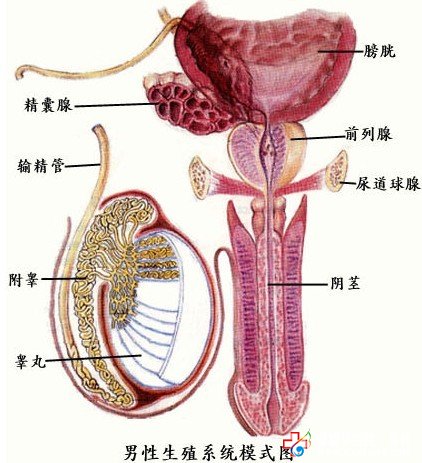 什么是支原体前列腺炎