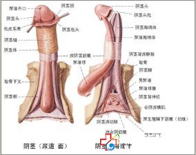 阳痿