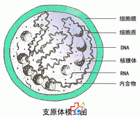 支原体感染是不是性病