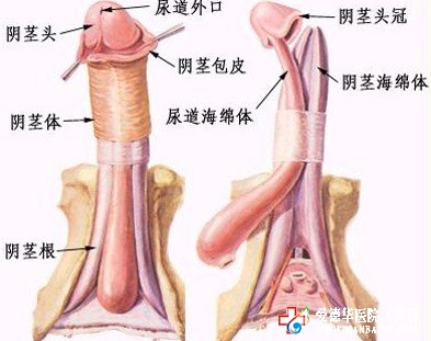 石狮割包皮多少钱