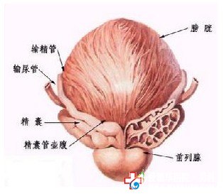 阐述五种诱发前列腺痛的病因