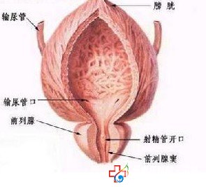 专家讲解前列腺增生的危害有哪些