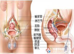 石狮治疗慢性前列腺炎哪